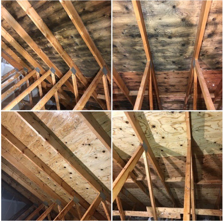 attic mold remediation